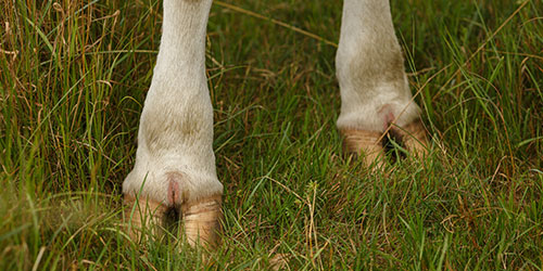 Adhesive for Cow Hoof Treatment